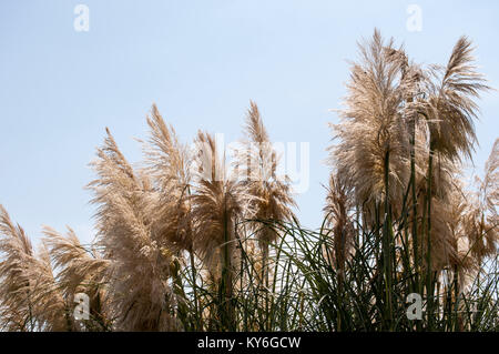 Cortaderia selloana, comunemente noto come erba pampas: fioritura delle piante native di Sud America meridionale il cui aspetto infiorescenze come piume Foto Stock