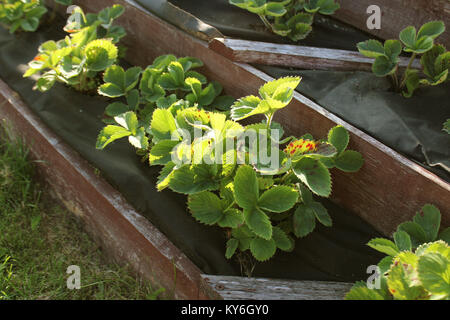 Le fragole crescono nel giardino rialzato. Piramide giardino sollevata . Foto Stock