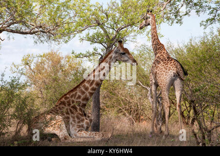 Le giraffe in appoggio Foto Stock