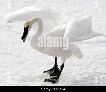 Magnifica Trumpeter Swan permanente sulla coperta di neve in terra aggressivo atteggiamento di combattimento Foto Stock