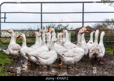 Freerange fangoso di oche in una fattoria nella Contea di Donegal, Irlanda Foto Stock