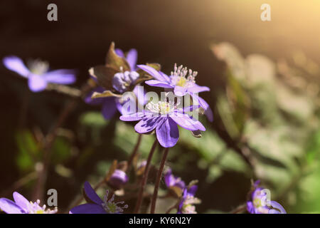 Fiore di primavera. Splendida fioritura prima piccoli fiori nella foresta. Hepatica. Hepatica nobilis . Foto Stock