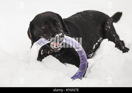 Ritratto di carino divertente black Labrador Cani giocando felicemente all'aperto in bianco neve fresca sui frosty giorno d'inverno. Foto Stock