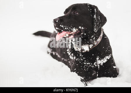 Ritratto di carino divertente black Labrador Cani giocando felicemente all'aperto in bianco neve fresca sui frosty giorno d'inverno. Foto Stock