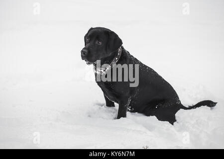 Ritratto di carino divertente labrador nero a giocare felicemente all'aperto in bianco neve fresca sui frosty giorno d'inverno. Il cane si siede sul terreno. Colore orizzontale fotogr Foto Stock