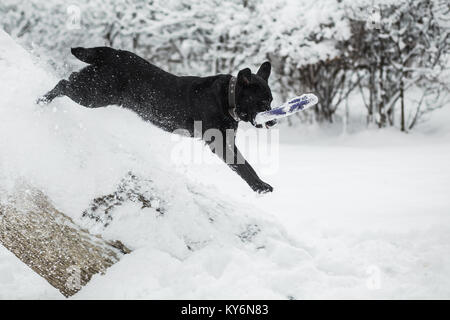 Carino divertente black Labrador Cani giocando felicemente all'aperto in bianco neve fresca sui frosty giorno d'inverno. Cane saltano giù alberi innevati allegramente. C orizzontale Foto Stock