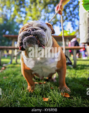 Un simpatico bulldog terrier cane con un cablaggio in un parco locale in piedi in erba pieno di foglie durante il tempo di caduta Foto Stock