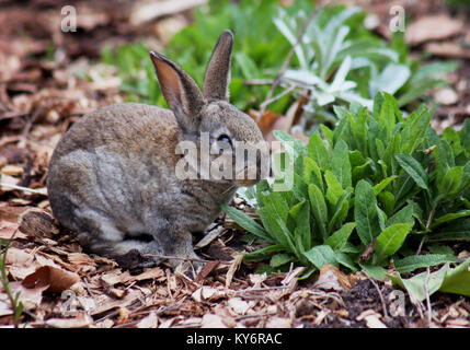 Un grazioso piccolo bunny eating keaves in un parco locale Foto Stock