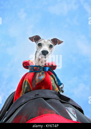 Carino levriero italiano in un pareggiatore di pet passeggino avvolto in una coperta di vello nascosto nel suo collare in una fredda giornata con un cielo blu chiaro Foto Stock