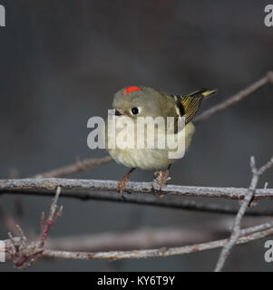 Unico ruby incoronato kinglet appollaiato su un ramo con la patch rosso mostra sulla sua testa su un nuvoloso giorno Foto Stock