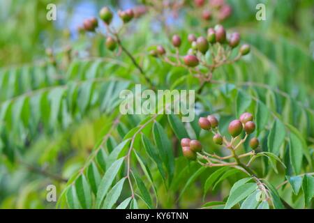 Bacche frutta su un curry tree (Murraya koenigii), Sunshine Coast, Queensland, Australia Foto Stock