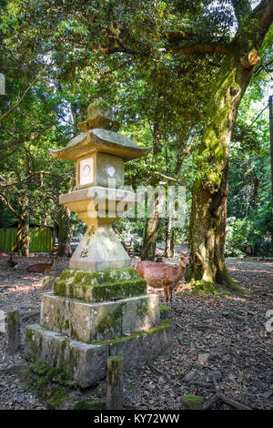 Cervi Sika nel santuario Kasuga-Taisha, Parco di Nara, Giappone Foto Stock