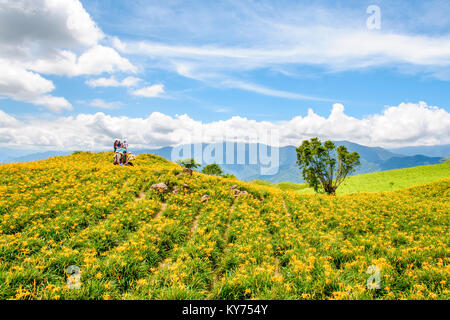 Daylily fiori su una collina in Taiwan Foto Stock