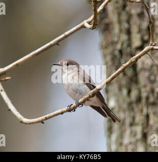 Femmina Pied Flycatcher Ficedula hypoleuca, in un nord del bosco di querce in primavera Foto Stock