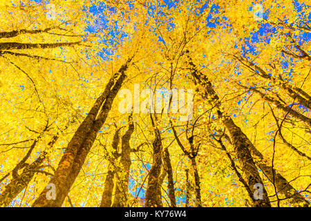 Alberi lungo sotto vista in autunno per i colori di sfondo Foto Stock