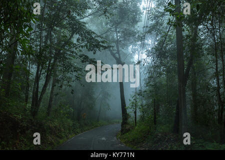 Wet strada asfaltata nella foresta pluviale con la nebbia e la pioggia di giorno Foto Stock