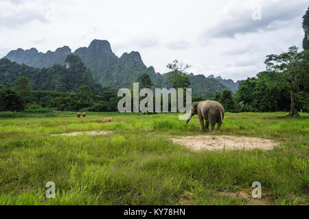 Khao Sok, Thailandia - Luglio 17, 2017: gli elefanti presso la splendida Khao Sok National Park nel Sud della Thailandia. Il Parco Nazionale è circondata da montagne e convertite da foresta pluviale. Foto Stock