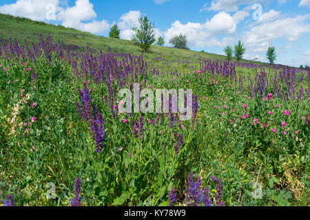 Salvia selvatici che crescono su per la collina in estate Foto Stock