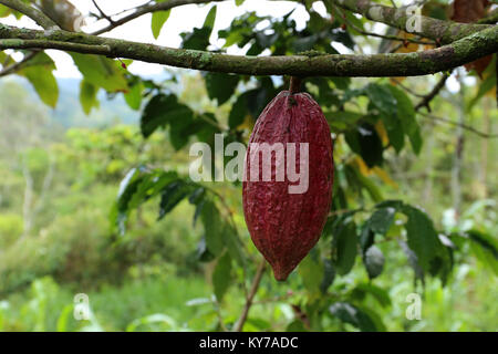 Albero di cacao - Theobroma cacao biologico - frutto di cacao Cialde Foto Stock