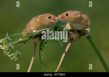 Kissing Harvest topi Foto Stock