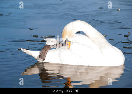 Un cigno solitario sul ghiaccio: waterfowl lotta come freddo inverno temperature causano l'acqua di lago di congelare oltre, Sheffield Regno Unito 2015 Foto Stock