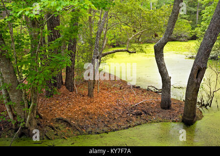 NC01287-00...North Carolina - una palude e foresta marittima a Nag boschi testa conservare sul Outer Banks a Nag testa. Foto Stock