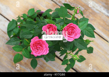 Gracias (grazie in spagnolo) con il rosa rose selvatiche Foto Stock