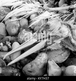 Resti di un morto gannett settentrionale, Le Treport beach, Normandia, Francia Foto Stock