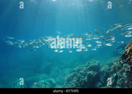 Spagna mare mediterraneo underwater una scuola di pesce orate salpe porgy, Sarpa salpa, Catalonia, Costa Brava Foto Stock