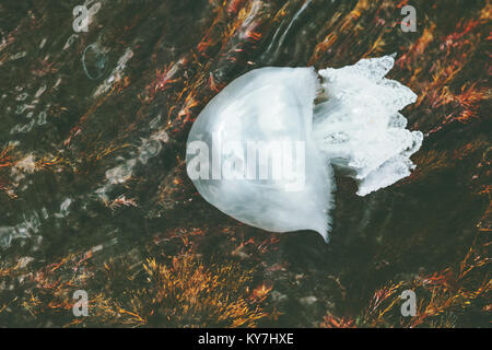 Mare meduse subacquea vista naturale armonia uno scenario rilassante Foto Stock