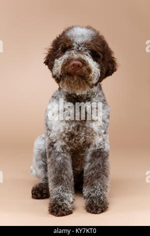 Bella fluffy Lagotto Romagnolo cucciolo di cane. studio shot su sfondo marrone. copia di spazio. Foto Stock