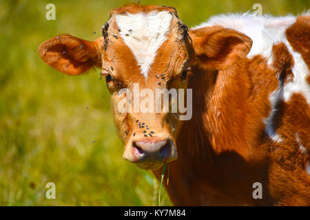 Vola in tutto il volto di un marrone e bianco mucca. Le mosche sono anche sulle ciglia. Le mosche sono avanzamento sul suo capo, gli occhi e il naso. Foto Stock