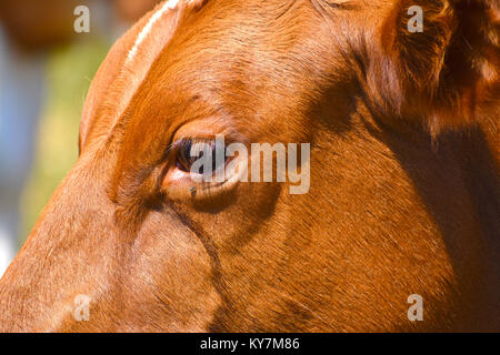 Vacche occhio close up con il fluido che ha fatto funzionare giù dai suoi occhi acquosi. Un volo è atterrato proprio sotto i suoi occhi. Foto Stock