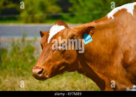 Una mucca namded Vana nel nord-ovest del pacifico estate. Pochi sono mosche intorno al suo naso. Un fuori strada di messa a fuoco è in background. Foto Stock