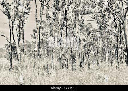 I terreni agricoli e bush vicino Clairview, eucalipto dominato sclerophyll secco foresta in bianco e nero, Clairview, Queensland, Australia Foto Stock