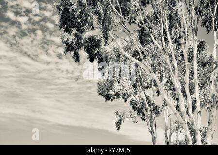 Gumtree con sfondo con cielo nuvoloso, in silvertone, in bianco e nero e in scala di grigi, i terreni agricoli e bush vicino Clairview, Queensland, Australia Foto Stock