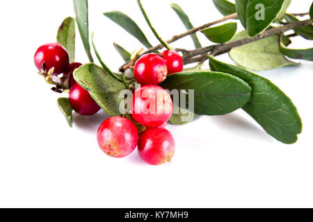 Una boccola di lingonberry con bacche mature su sfondo bianco Foto Stock