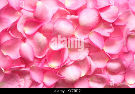 Sfondo costituito dal sacco di rosa petali di rose Foto Stock