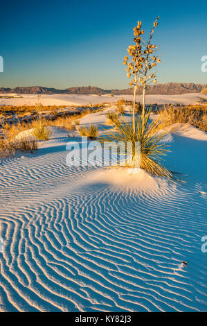 Soaptree yucca aka yucca elata a dune composto da cristalli di gesso a sunrise, White Sands National Monument, Nuovo Messico, STATI UNITI D'AMERICA Foto Stock