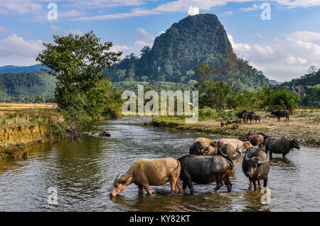 Bufali nel remoto villaggio di Muang Ngoi nel nord del Laos Foto Stock