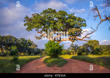 Punda Maria nel nord del parco nazionale di Kruger, Sud Africa Foto Stock