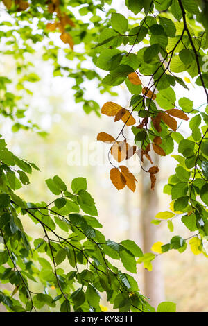 Faggio lascia cambiare colore in autunno Foto Stock