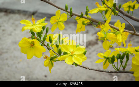 Ochna integerrima fiori in giardino nella primavera del tempo. Foto Stock