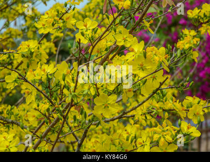 Close-up di Ochna integerrima fiori in primavera. Foto Stock