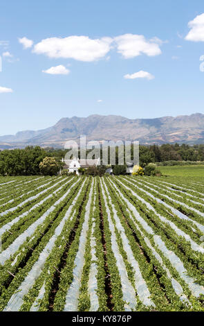 Fatto a Paarl Western Cape in Sud Africa. Dicembre 2017. Viti su un Fatto a Paarl azienda vinicola coperti in rete per proteggere le uve da uccelli Foto Stock