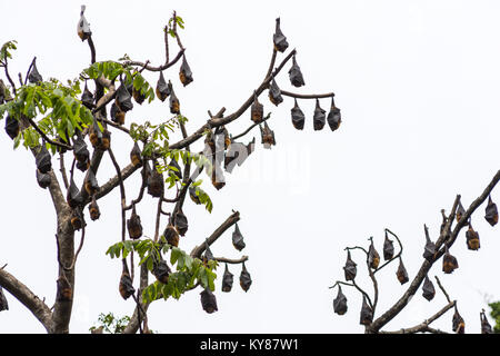 Un albero pieno di sono ' appollaiati volpi volanti aka pipistrelli della frutta durante il giorno con più di cast cielo grigio retro di massa. Foto Stock