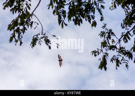 Un flying fox aka bat di frutta in volo durante il giorno con più di cast cielo grigio retro terra e tree tops. Foto Stock