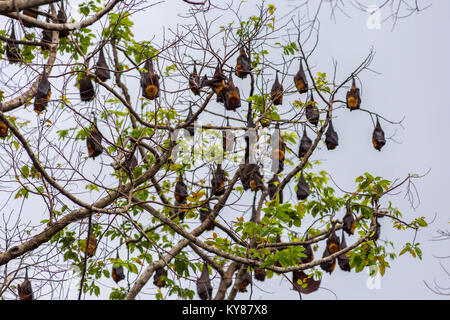 Un albero pieno di sono ' appollaiati volpi volanti aka pipistrelli della frutta durante il giorno con la foresta giungla delle Filippine in background. Foto Stock