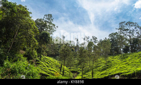 Una sezione di grande piantagione di tè a Waynadu, Kerala, India. Uno dei la maggior parte dei luoghi più verde in India Foto Stock