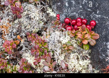 Uva Ursina (Arctostaphylos uva-ursi) & licheni,Tundra, Nunavik N.Quebec vicino Ungava Bay, Canada, settembre, da Dominique Braud/Dembinsky Foto Assoc Foto Stock